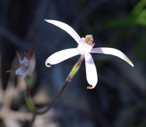 Caladenia - Spider Orchid-Vern-Westbrook-walk-Sep-2018p0027.JPG